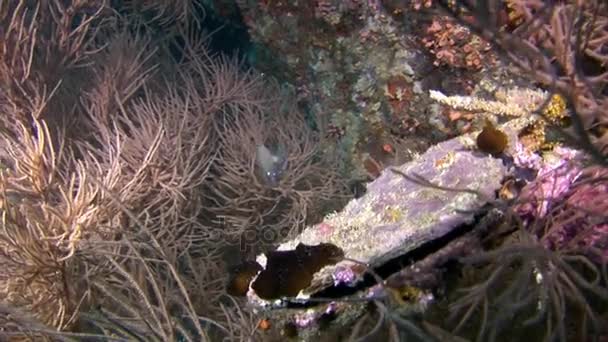 천연 해양 수족관의 배경에 있는 특이 한 독특 한 해저. — 비디오