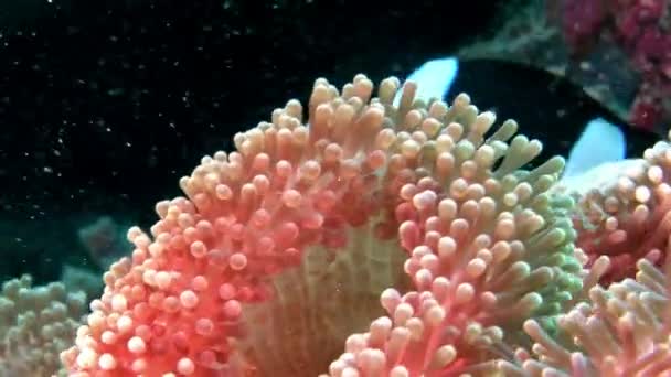 Anémona actinia y pez payaso naranja brillante en el fondo marino bajo el agua de Maldivas . — Vídeo de stock