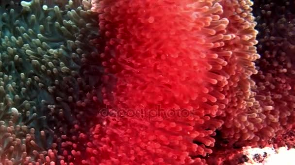 Actinia Sasanka a zářivě oranžové clown ryb na mořském dně pod vodou z Malediv. — Stock video