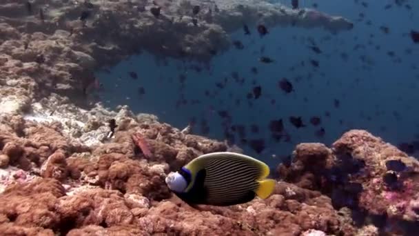 School of fish underwater on background of amazing seabed in Maldives. — Stock Video