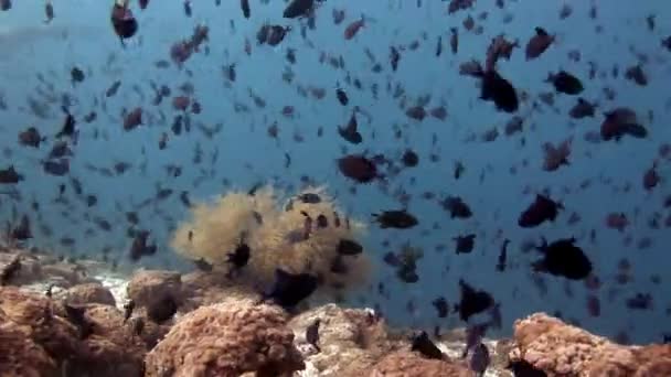 Szkoła ryby pod wodą, na tle niesamowite dna morskiego w Malediwy. — Wideo stockowe