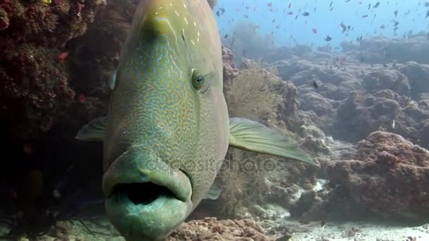 Napoleon fish wasse close seup macro video under water on seabed . — стоковое видео
