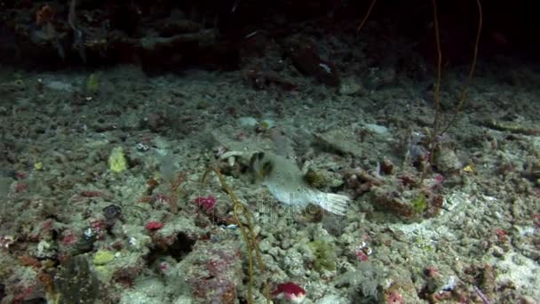 Pufferfish onderwater op achtergrond van verbazingwekkende zeebodem in Maldiven. — Stockvideo