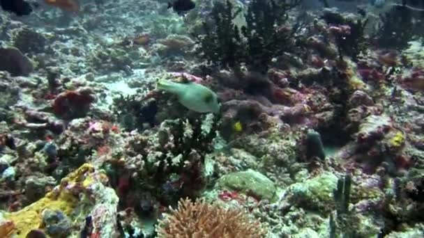 Pez globo bajo el agua sobre el fondo de un fondo marino increíble en Maldivas . — Vídeo de stock
