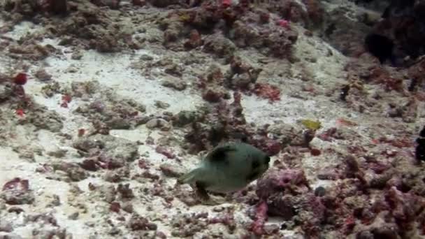 Kolcobrzuch pod wodą, na tle niesamowite dna morskiego w Malediwy. — Wideo stockowe