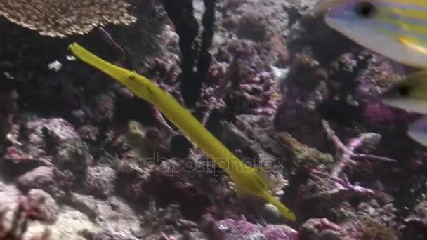 Flûte à aiguille de poisson sous l'eau sur fond de fonds marins étonnants aux Maldives .