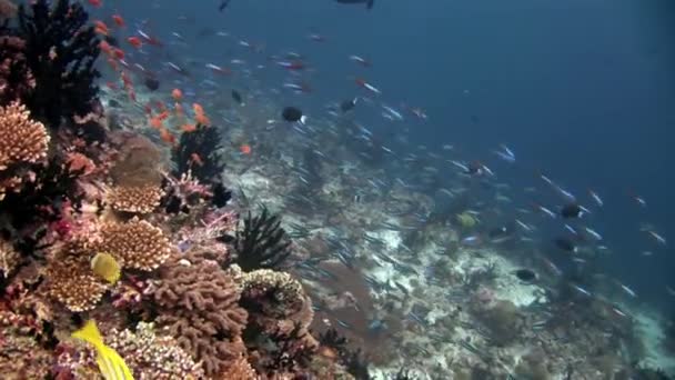 Escuela de peces bajo el agua en el fondo de los fondos marinos increíbles en Maldivas . — Vídeos de Stock