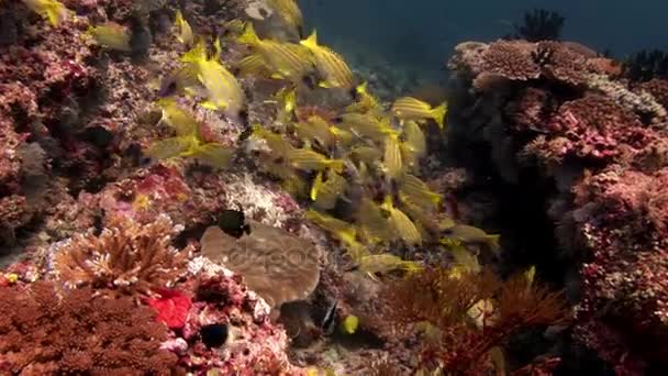 School of lucian fish underwater on background of amazing seabed in Maldives. — Stock Video