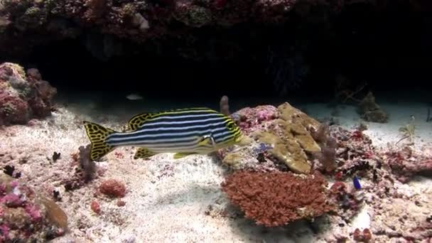 Fischbrummler-Moorhuhn unter Wasser vor dem Hintergrund des erstaunlichen Meeresbodens der Malediven. — Stockvideo