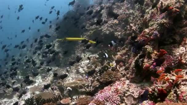 School van vissen onderwater op achtergrond van verbazingwekkende zeebodem in Maldiven. — Stockvideo