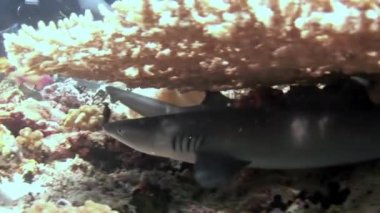Su altında arka planda deniz dibinin Maldivler muhteşem mercan resif köpekbalığı.