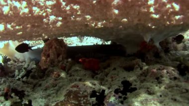 Su altında arka planda deniz dibinin Maldivler muhteşem mercan resif köpekbalığı.