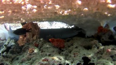 Su altında arka planda deniz dibinin Maldivler muhteşem mercan resif köpekbalığı.