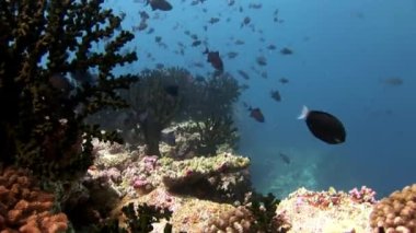 Maldivler muhteşem mercan arka plan üzerinde su altında balık sürüsü.