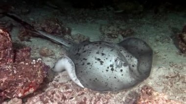 Manta ray rampa balık suyun altında Maldivler muhteşem deniz dibinin arka plan üzerinde.