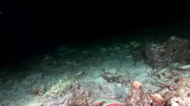 Su altında arka planda deniz dibinin Maldivler muhteşem mercan resif köpekbalığı.