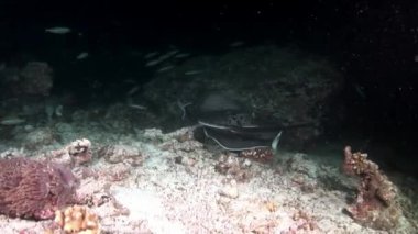 Manta ray rampa balık suyun altında Maldivler muhteşem deniz dibinin arka plan üzerinde.