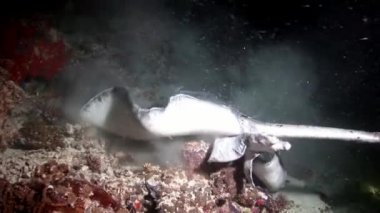 Manta ray rampa balık suyun altında Maldivler muhteşem deniz dibinin arka plan üzerinde.