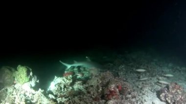Su altında arka planda deniz dibinin Maldivler muhteşem mercan resif köpekbalığı.