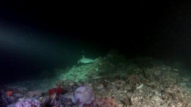 Su altında arka planda deniz dibinin Maldivler muhteşem mercan resif köpekbalığı.