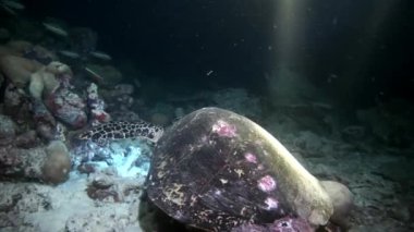 Deniz kaplumbağası makro video portre ve dalgıçlar suyun altında temiz temizlemek deniz yatağı üzerinde.