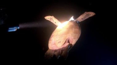 Deniz kaplumbağası ve dalgıçlar üzerinde temiz deniz dibinin su altında temizleyin.