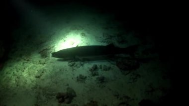 Barracuda dev balık suyun altında Maldivler muhteşem deniz dibinin arka plan üzerinde.