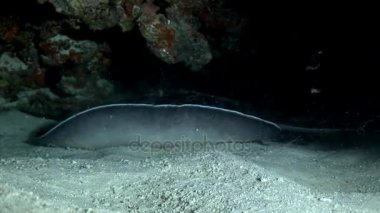 Manta ray rampa balık suyun altında Maldivler muhteşem deniz dibinin arka plan üzerinde.