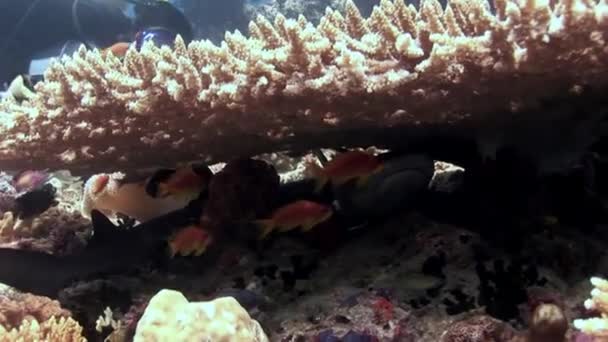 Revhaj och dykare under vattnet på bakgrund av koraller i havsbotten Maldiverna. — Stockvideo
