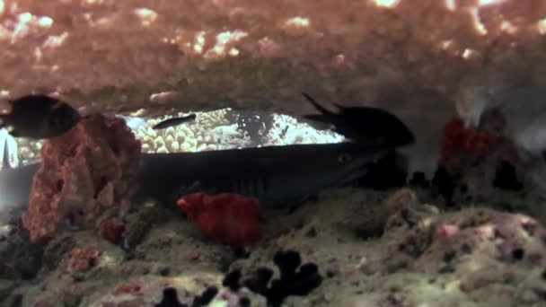 Revhaj under vattnet på bakgrund av fantastiska koraller i havsbotten Maldiverna. — Stockvideo