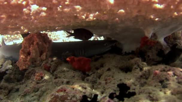 Rifhaai onderwater op achtergrond van verbazingwekkende koraal in de zeebodem Maldiven. — Stockvideo