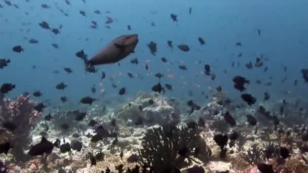 学校的背景惊人珊瑚在马尔代夫的水下鱼. — 图库视频影像
