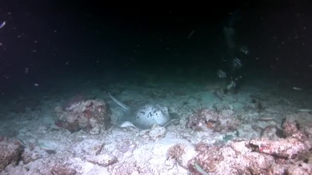 Manta ray helling vissen onderwater op achtergrond van verbazingwekkende zeebodem in Maldiven. — Stockvideo