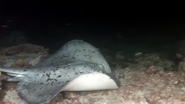 Manta ray ramp fish underwater on background of amazing seabed in Maldives. — Stock Video