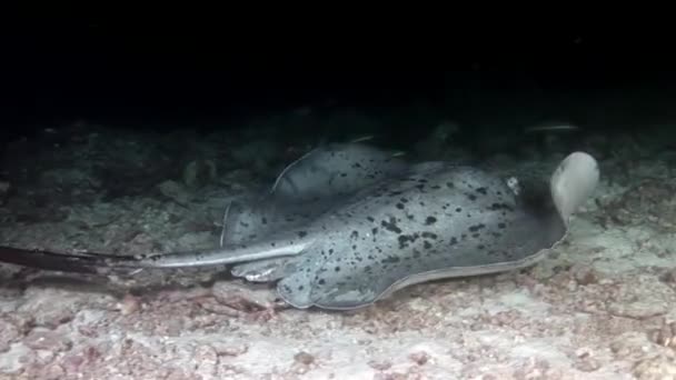 Manta ray rampa de peces bajo el agua en el fondo de los fondos marinos increíbles en Maldivas . — Vídeo de stock