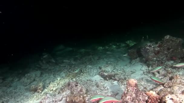 Žralok pod vodou na pozadí úžasné korálové dno Maledivy. — Stock video