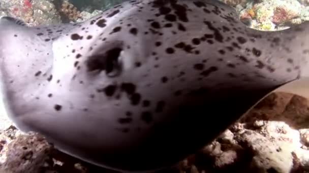 Manta ray rampa ryb pod vodou na pozadí úžasné mořské dno v Maledivy. — Stock video