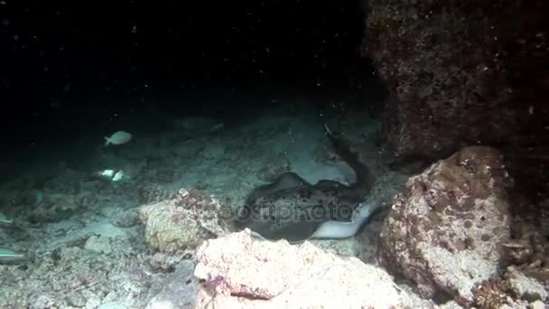 Manta ray ramp fisk under vattnet på bakgrund av fantastiska havsbotten i Maldiverna. — Stockvideo