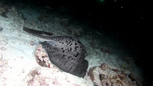 Manta ray helling vissen onderwater op achtergrond van verbazingwekkende zeebodem in Maldiven. — Stockvideo