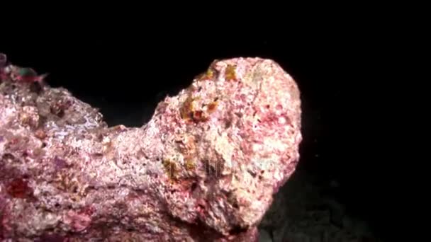 Rampe de raie Manta poissons sous-marins sur fond de fonds marins étonnants aux Maldives .