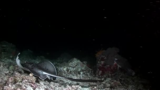 蝠鲼匝道鱼水下背景，令人惊叹的海底，在马尔代夫. — 图库视频影像