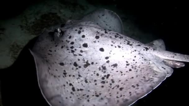Manta ray rampa ryb pod wodą na tle niesamowite dna morskiego w Malediwy. — Wideo stockowe