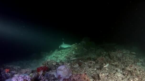 Reef shark underwater on background of amazing coral in seabed Maldives. — Stock Video