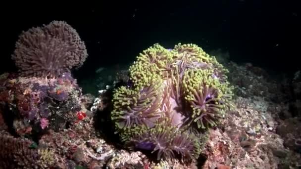 Anemone actinia op zeebodem onderwater Maldiven. — Stockvideo