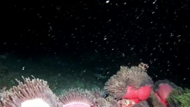 Anemone actinia és világos narancssárga Bohóc hal, a tengerfenék, víz alatti Maldív-szigetek. — Stock videók