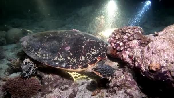 Meeresschildkröte und Taucher auf sauberem, klarem Meeresboden unter Wasser. — Stockvideo