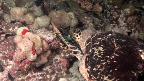 Tortue marine et plongeurs sur un fond marin propre et limpide . — Video