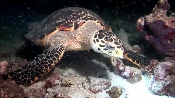 Meeresschildkröte und Taucher auf sauberem, klarem Meeresboden unter Wasser. — Stockvideo