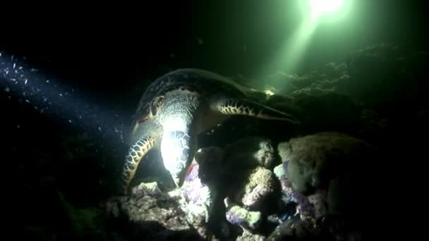 Sea turtle and divers on clean clear seabed underwater. — Stock Video