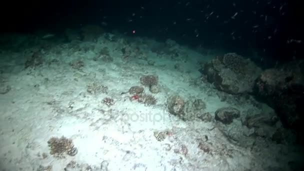 Rifhaai onderwater op achtergrond van verbazingwekkende koraal in de zeebodem Maldiven. — Stockvideo